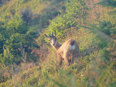 Gams am Berg